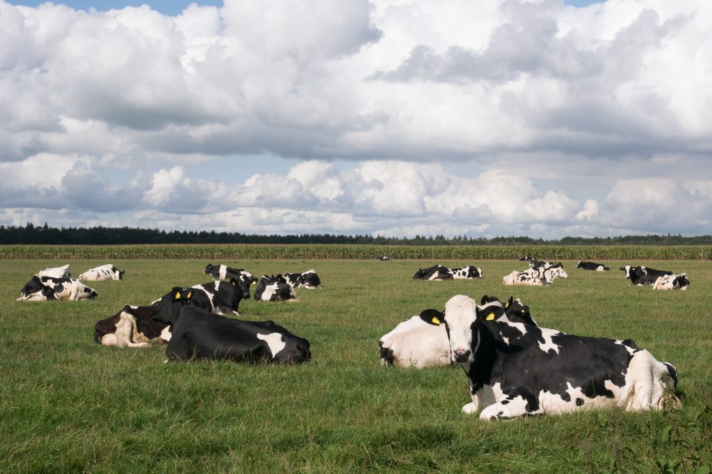 Foto-inspiratie, foto's van koeien in de Hollandse wei.